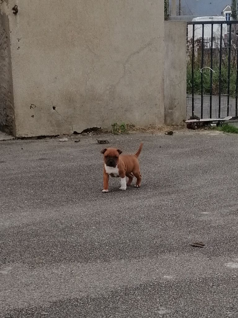 De Richard Coeur D'esmée - Chiots disponibles - Staffordshire Bull Terrier