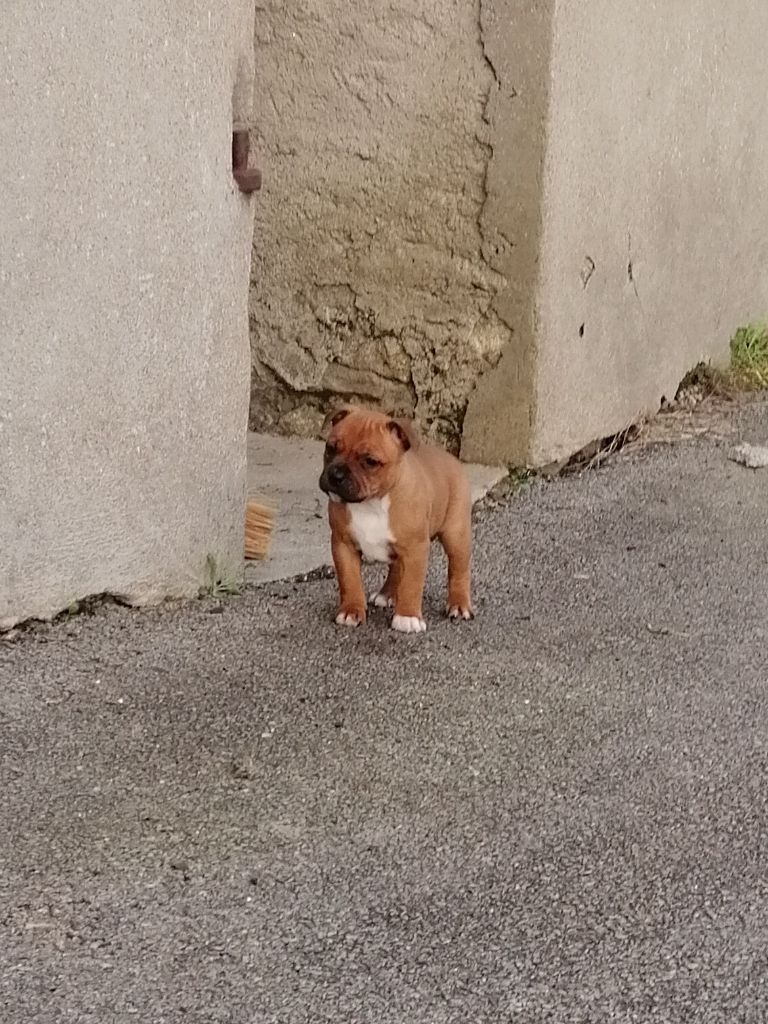 De Richard Coeur D'esmée - Chiots disponibles - Staffordshire Bull Terrier